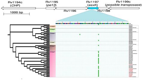 Frontiers Genomic Changes Underpinning The Emergence Of A Successful