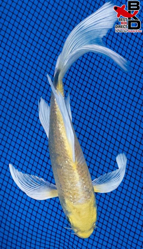 Butterfly Ginrin Yamabuki Ogon Live Koi Fish Garden Pond Ebay