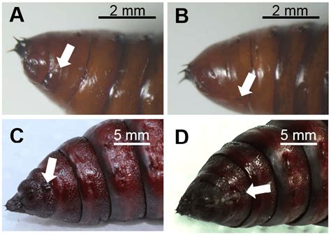 Abdomen Of Male A And Female B Spodoptera Exigua Pupae And Of Male