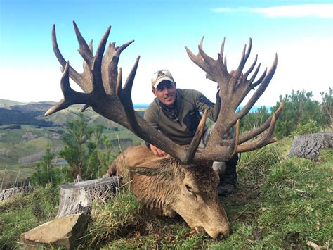 New Zealand Hunting Nz S Best Red Stag Hunting