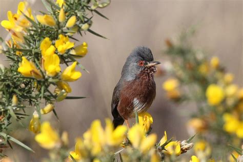 RSPB Arne Nature Reserve | Swanage.co.uk