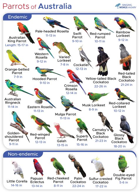 List of Parrots in Australia With Pictures