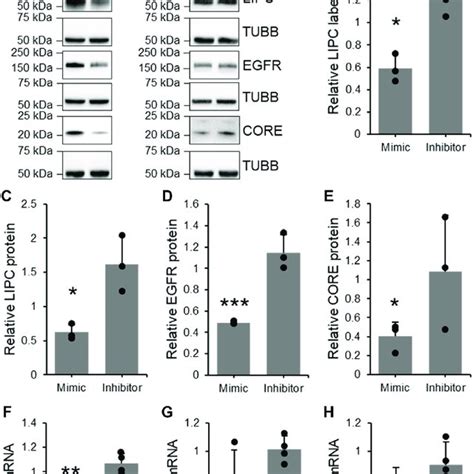 Lipc Activity And Expression Are Downregulated By Mir B During Hcv