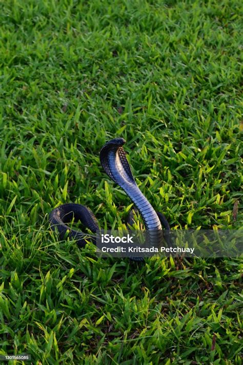 Siamese Spitting Cobra Indochinese Spitting Cobra Naja Siamensis Stock