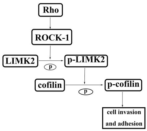 Rho Rock Limk Cofilin Signalling Passway Rock Is Downstream