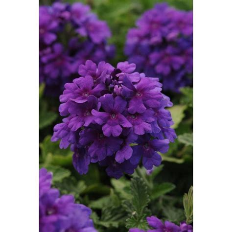 Qt Endurascape Dark Purple Verbena Plant With Purple Blooms