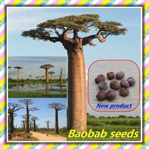 High Germination Adansonia Digitata Baobab Tree Seeds Exotic Outdoor ...