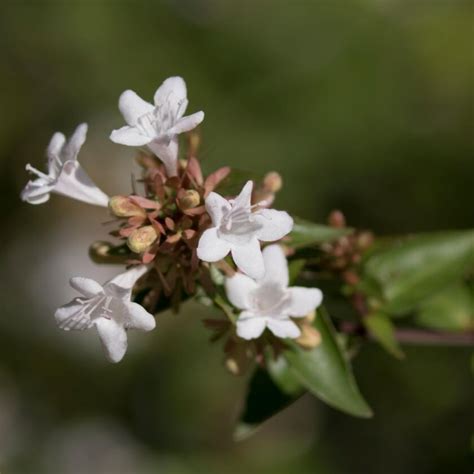 Gro Bl Tige Abelie Abelia X Grandiflora