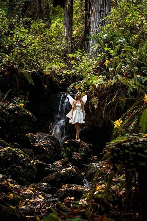 Trillium Falls Redwood Trail. Redwood National Park.