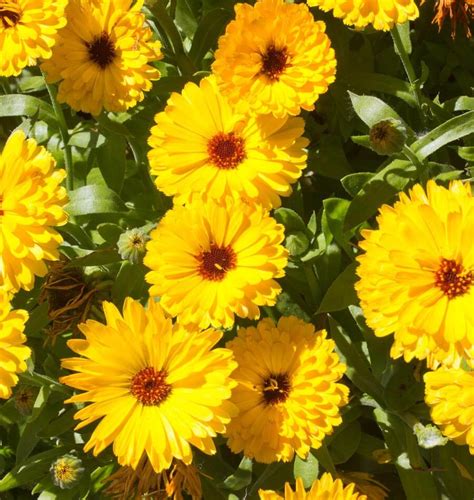 Fiesta Gitana Calendula Seeds – West Coast Seeds