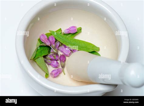 Beinwell Symphytum Officinale Stock Photo Alamy