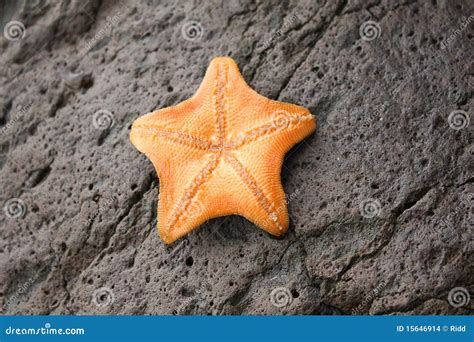 Orange Starfish Stock Images - Image: 15646914