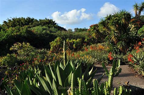 Kauai Moir Gardens Brooklandsplants