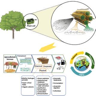 PDF Lignocellulosic Biomass From Agricultural Waste To The Circular