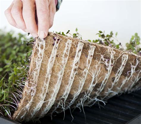 The Easy Way To Grow Microgreens At Home Fibredust