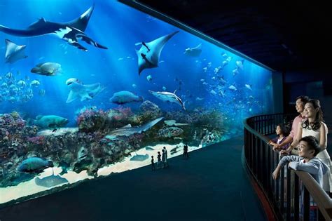 S.E.A Aquarium Singapore - Family Attraction in Resorts World Sentosa ...