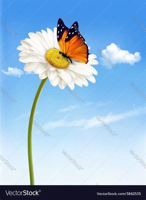 Nature spring daisy flower with butterfly Vector Image