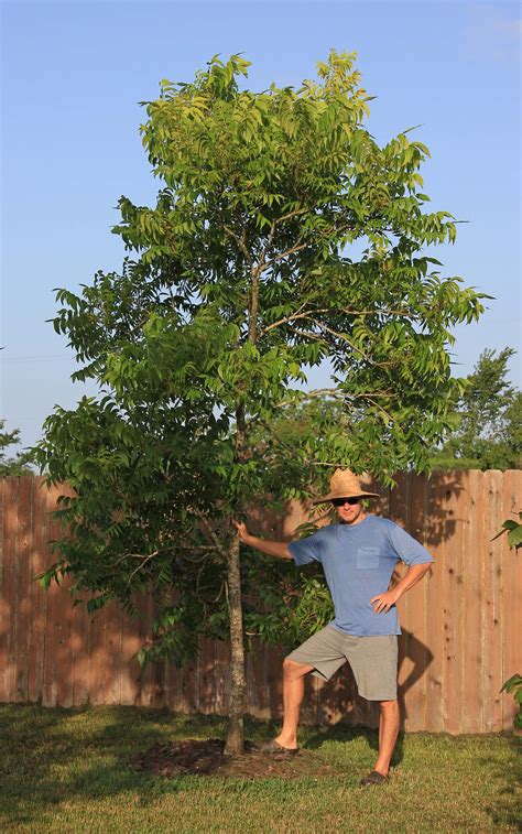 Pecan tree - Southern Native Trees