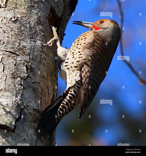 Northern flicker feeding from a dead tree Stock Photo - Alamy