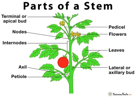 Stems Plant Stem Anatomy And Functions Viquepedia