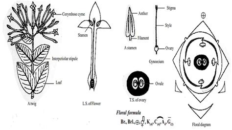 Botanical Description And Economic Importance Of Ixora Coccinea