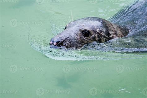 A seal while swimming 20163477 Stock Photo at Vecteezy