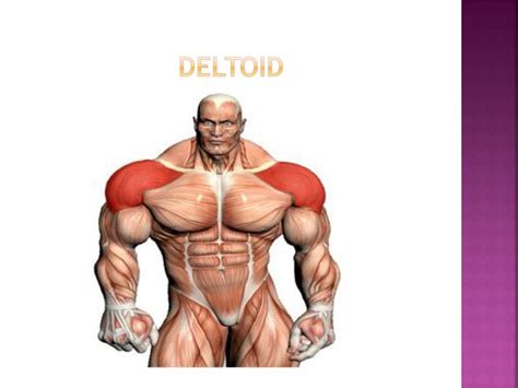 Ppt Deltoid Tricep Supraspinatus Powerpoint Presentation Free Download Id 2167582