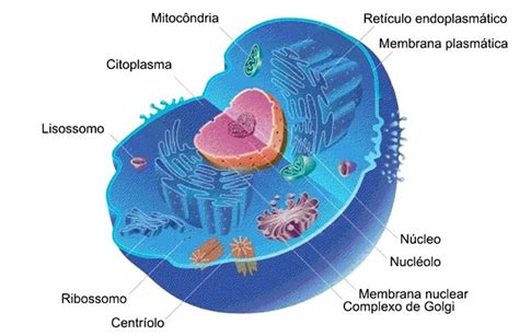 Entenda O Corpo Humano Suas Partes órgãos E Anatomia Toda Matéria