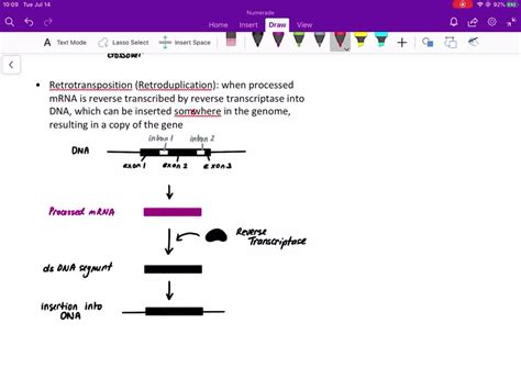 Solved The Neurospora Octad Shown Came From A Cross Between A And A