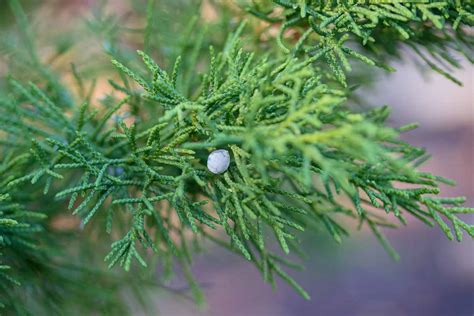 How To Grow And Care For Rocky Mountain Juniper