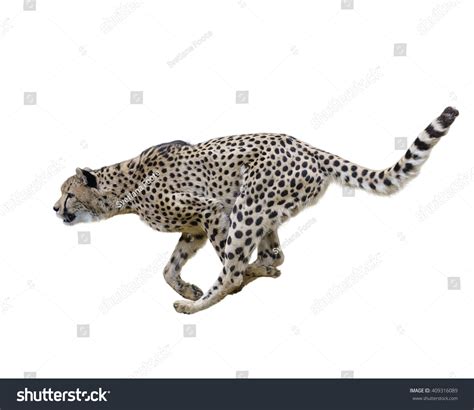 68,365 White Cheetah Background Images, Stock Photos & Vectors ...