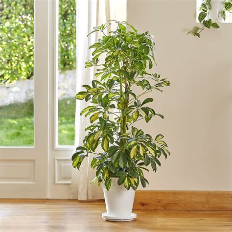 Schefflera Gold Capella Le Pot De Cm Plantes Et Fleurs D