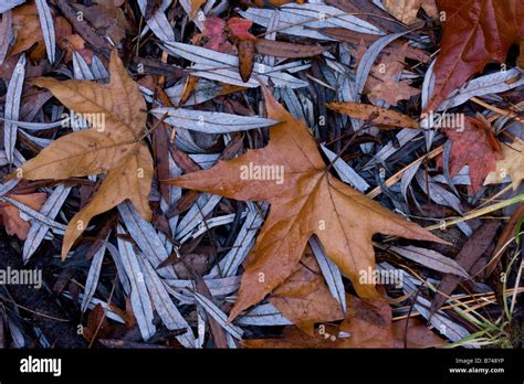 Sycamore Leaves Hi Res Stock Photography And Images Alamy