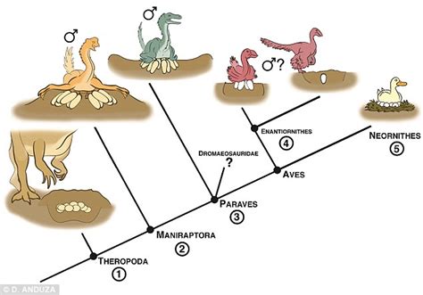 Avians Unique System Is Traced Back To The Dinosaurs Daily Mail Online