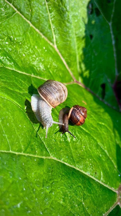 Prosečna bašta ima 15 000 PUŽEVA Influenserka iz Novog Sada Horti