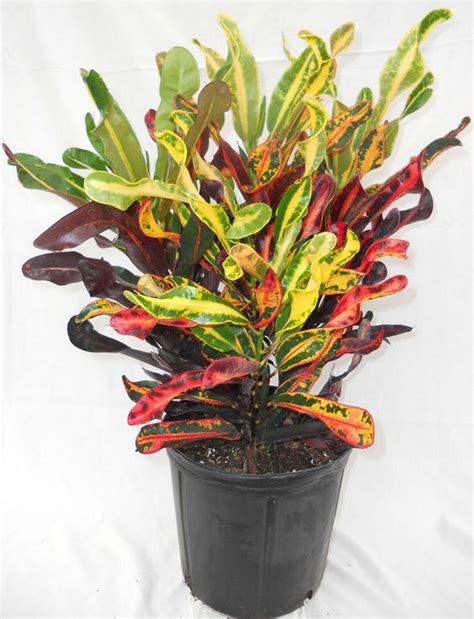 Tropical Croton Plant Yellow Croton Leaves Tropical