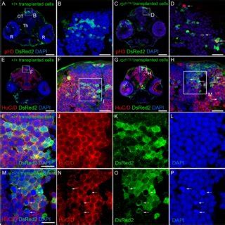 Roles for rb1 and chromatin regulators rbbp4 and hdac1 in... | Download ...