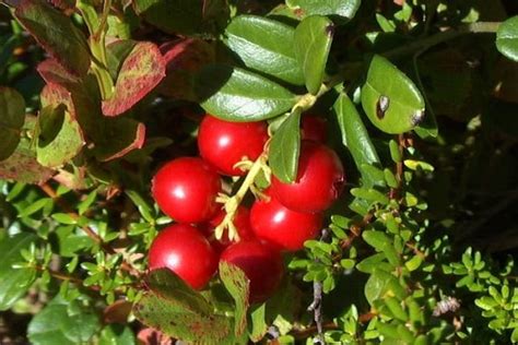 Брусника при цистите: рецепты настойки брусники