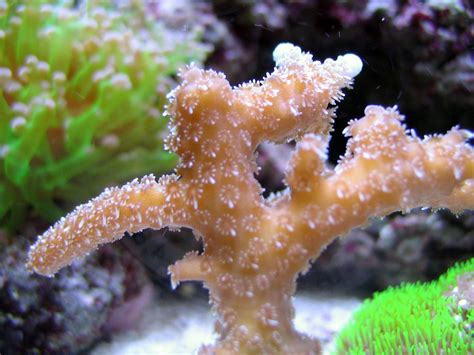 Small Polyp Stony Corals Sps Tyler Merrick