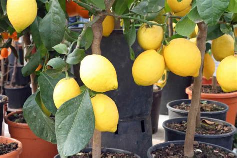 Come Coltivare Un Albero Di Limone In Vaso Il Metodo Per Non Sbagliare