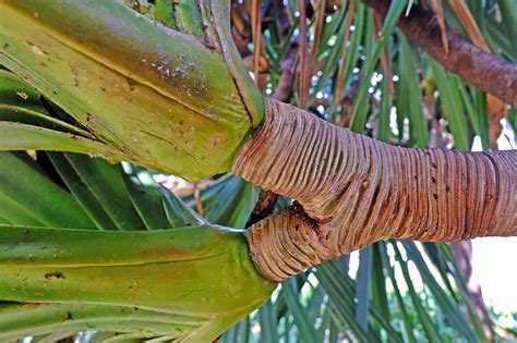 Pandanus Utilis Pandanaceae Image At Phytoimages Siu Edu