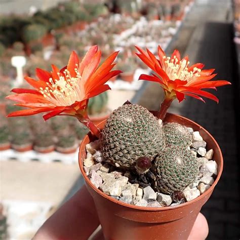 Rebutia Heliosa V Cajasensis Rh Tarija Cercado Alto Cajas