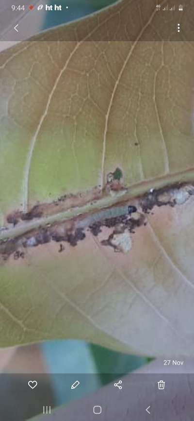 Please Identify The Pest In Mango Community Plantix