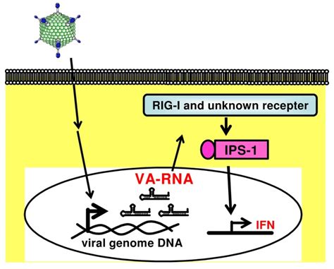 Va Rna Induced Production Of Type I Ifns Through An Ips 1 Mediated