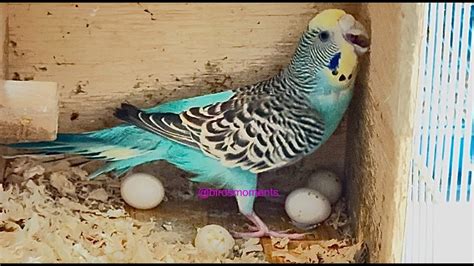 Budgie Laying An Egg Turquoise The Budgie 4th Egg YouTube