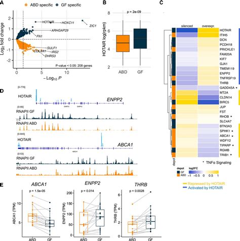 Unique Role For Lncrna Hotair In Defining Depot Specific Gene