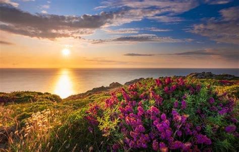 Solve Coastal Wildflowers Jigsaw Puzzle Online With 54 Pieces