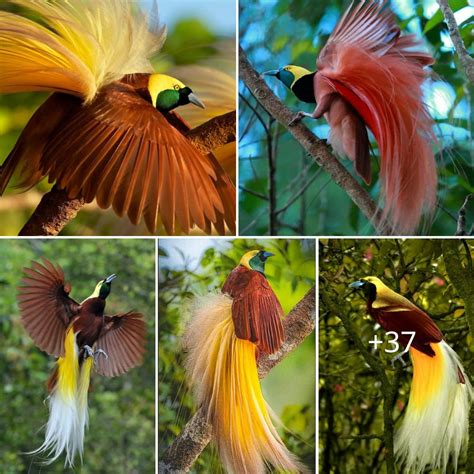 Paradisaea Apoda The Stunning Bird Of Paradise Nature S Epitome Of