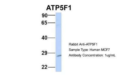 ATP5F1 Antibody NBP1 54702 Bio Techne