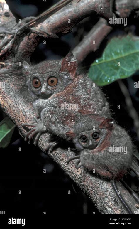 Western Tarsier Cephalopachus Bancanus Female And Young Bukit